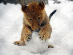 Lion cub playing with snow ball
