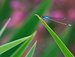 Blue Dragonfly