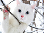 White Cat-pink Nose