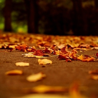 Autumn leaves HD