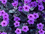 Violet flowers