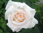 White rose