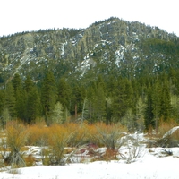Trees and Mountains During Winter