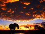 ELEPHANT AT SUNSET