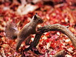 CUTE SQUIRREL