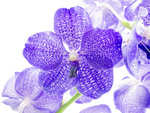 EXOTIC PURPLE ORCHID