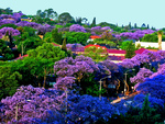 jacaranda town