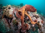 Octopuses Garden