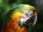 Beautiful Macaw