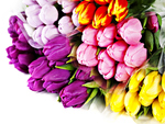 Colorful Tulips