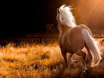 Horse at sunset