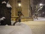 city fox