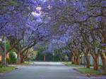 jacaranda street