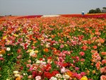 flower field
