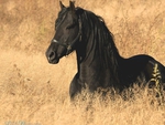 Black Beauty in Golden Meadow