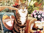 Brown Garden Tabby Cat