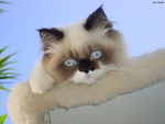 Himalayin kitty