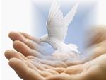 peace dove
