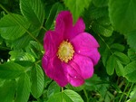 Wild Rose