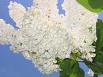 White lilac For my friend Susan ( redbeauty1612 )