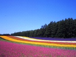 Rainbow flower field for my dear friend Kathy ( spiritlake57 )