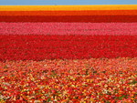 Flower field for my dear friend Lena ( Applebloom )