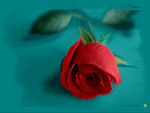 red rose