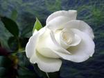 White Rose