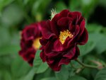 Maroon Roses