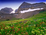 mountain meadow