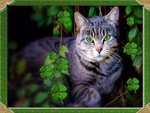 Shamrock Eyes