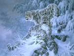 "Snow Leopards"....