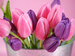 Beautiful Tulips