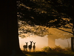 Deers in forest