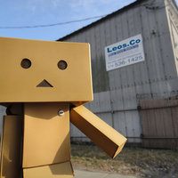 Danbo Loitering