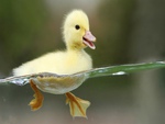 Cute ducky
