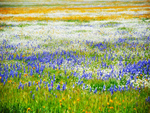flower field