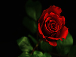 Beautiful Red Rose