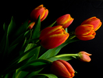 tulips
