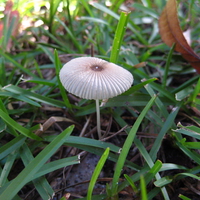A Mushroom