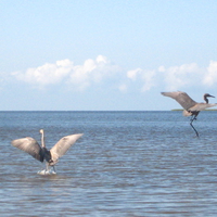 Beach Cranes