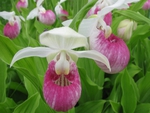 lady-slippers-and-peekin