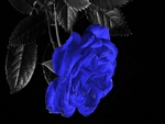 Blue rose