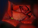 Wet Rose