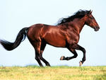 running horse