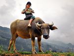 Hmong child on Buffalo