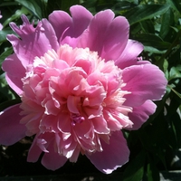 Pink Peony