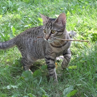 I'm not a dog...why am I fetching?!