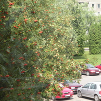 through the hospital window