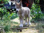 Little wolf pup